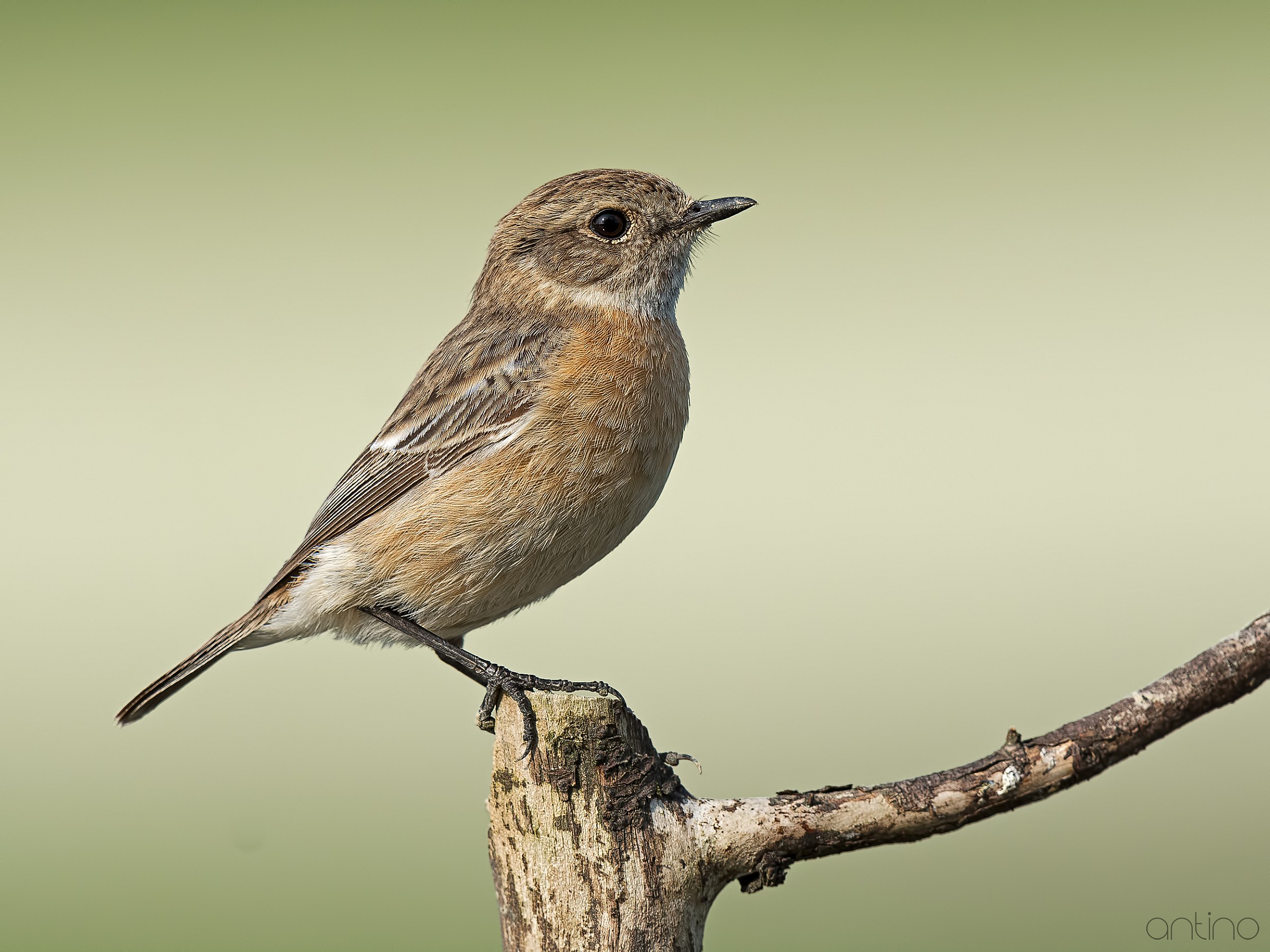 Femmina di saltimpalo