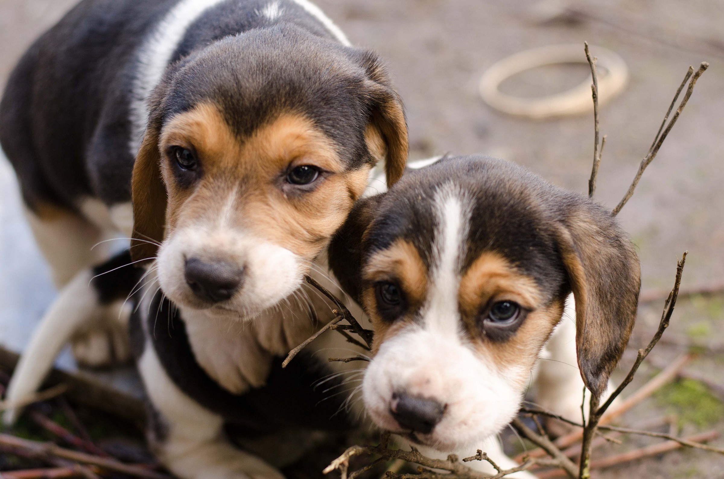 Beagle puppies grow