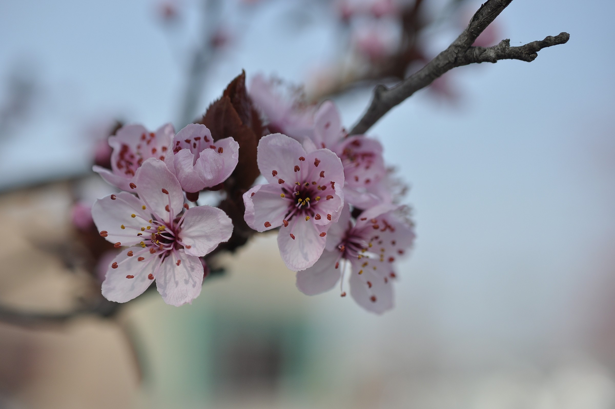 Amolo (Prunus cerasifera) - fiori