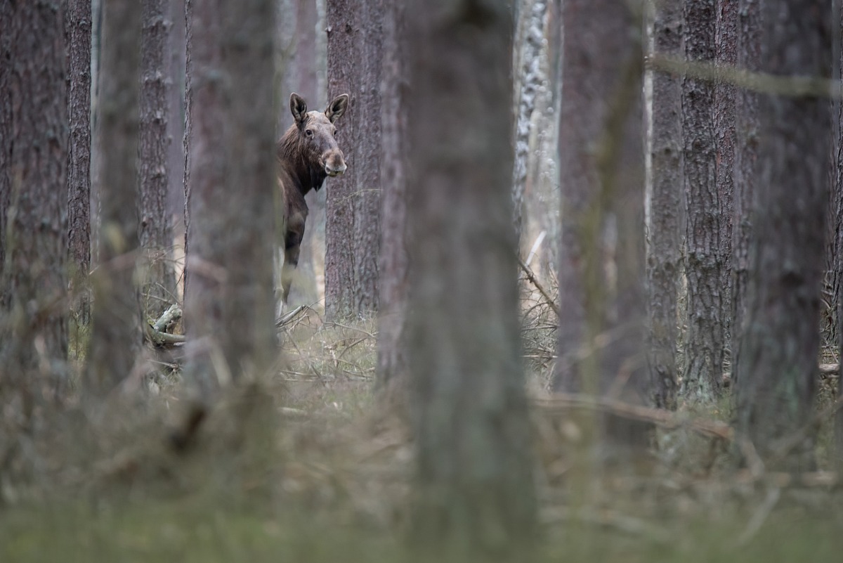 Moose (Alces alces)