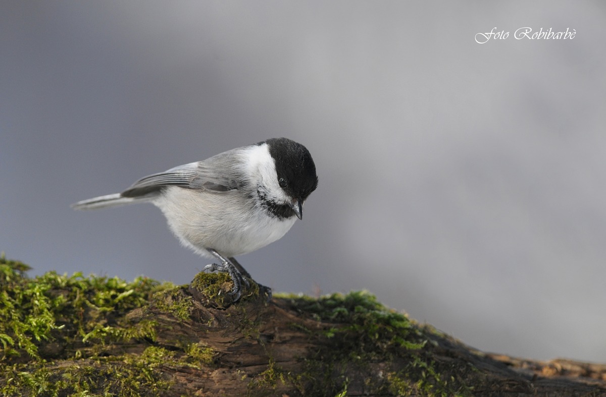 Cincia Bigia alpestre...