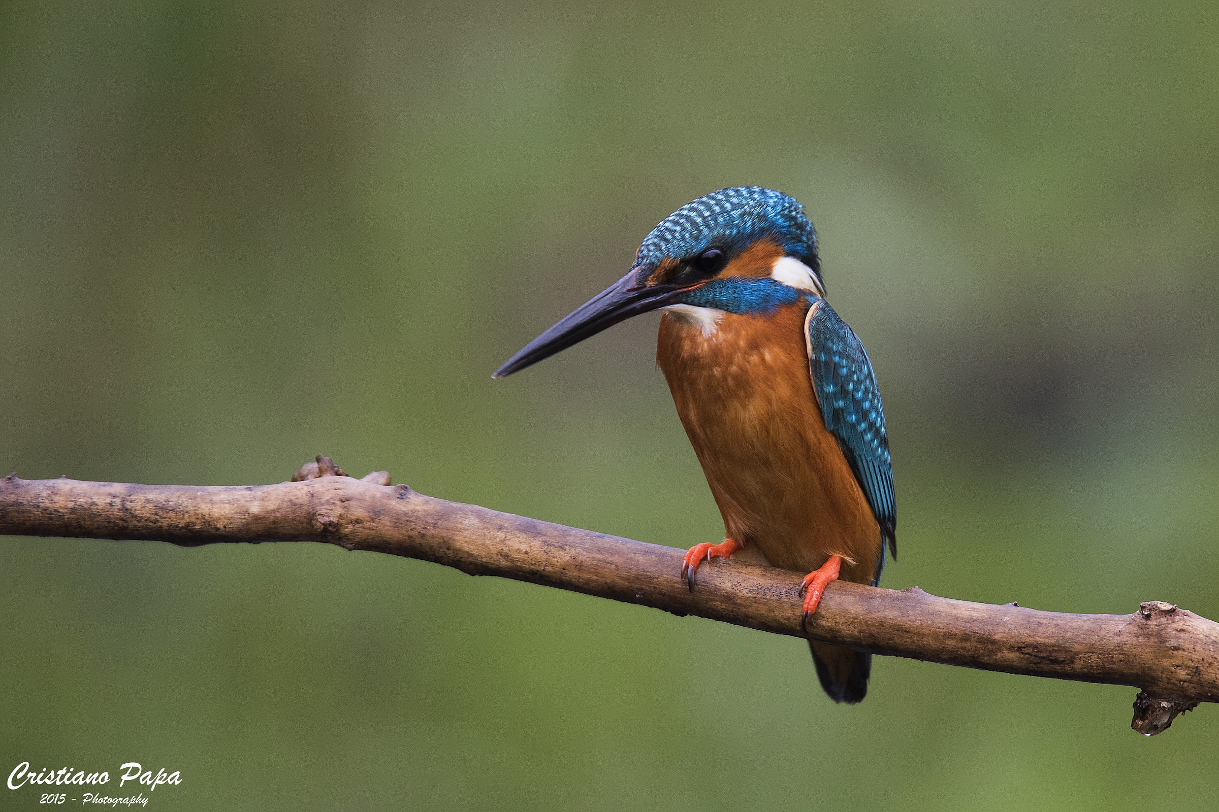 The beautiful martino