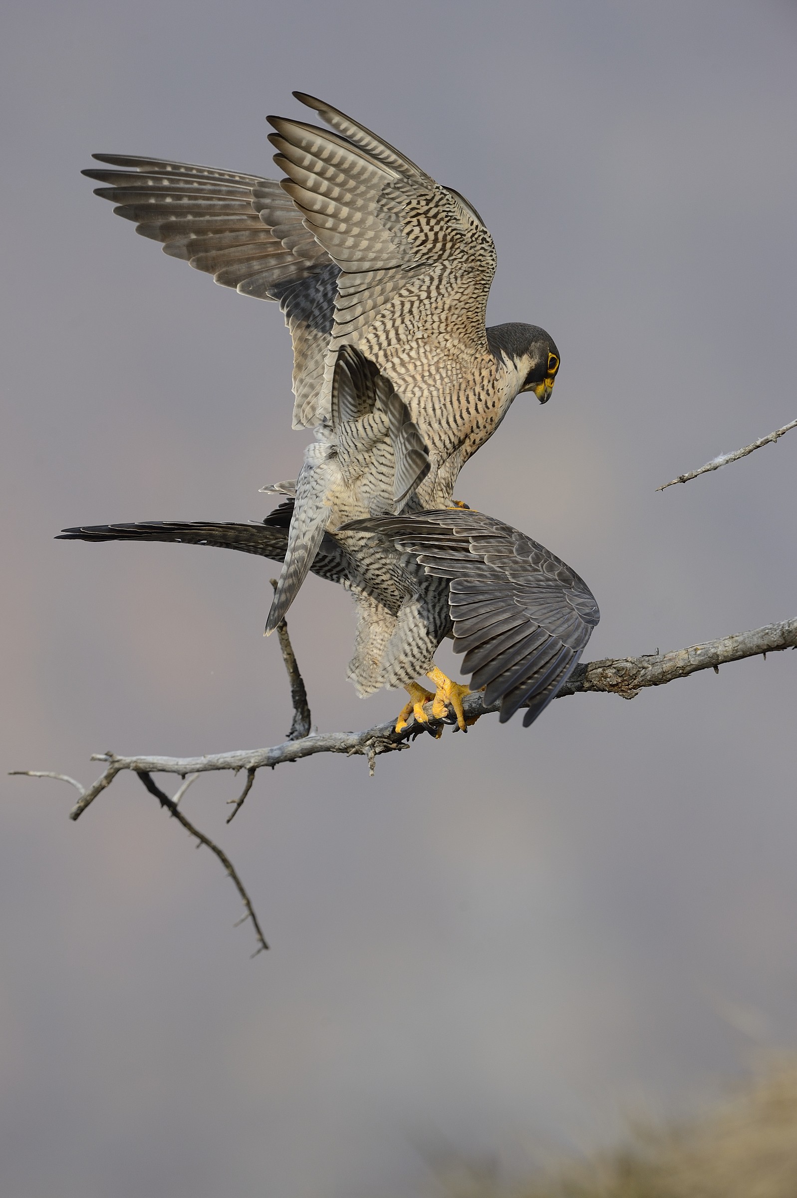peregrine in love