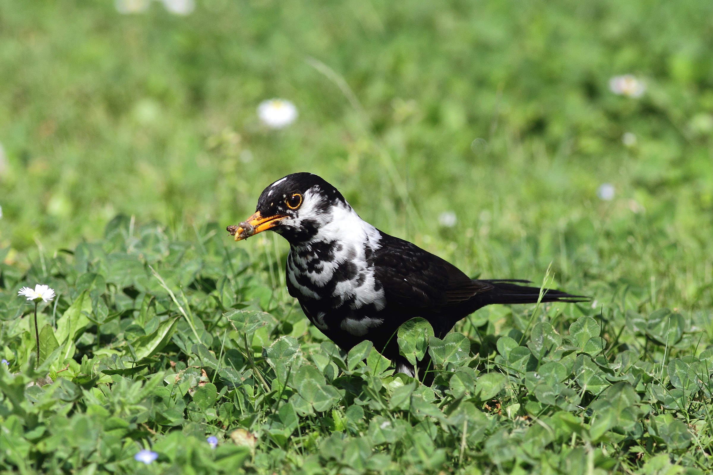blackbird with insect