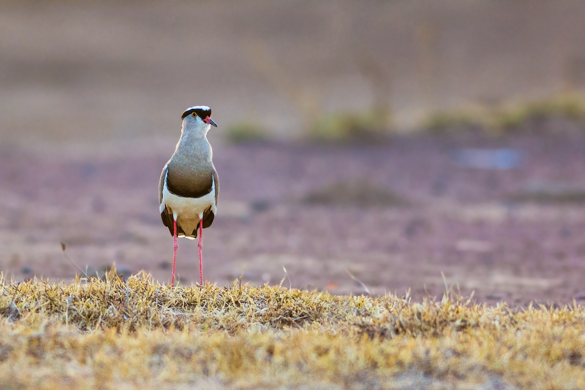 Crowned Lapwing