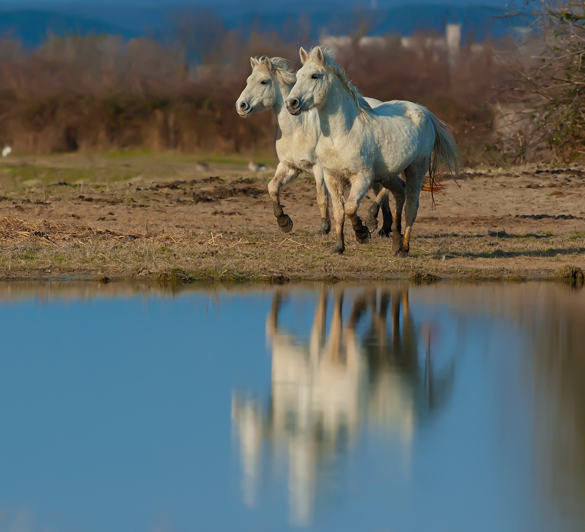 Cavalli Camargue