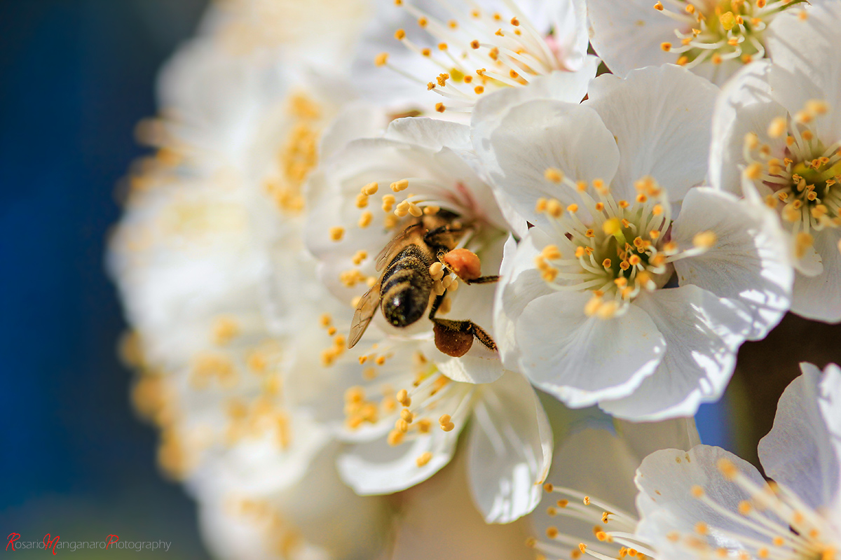 ..Che bella la primavera...