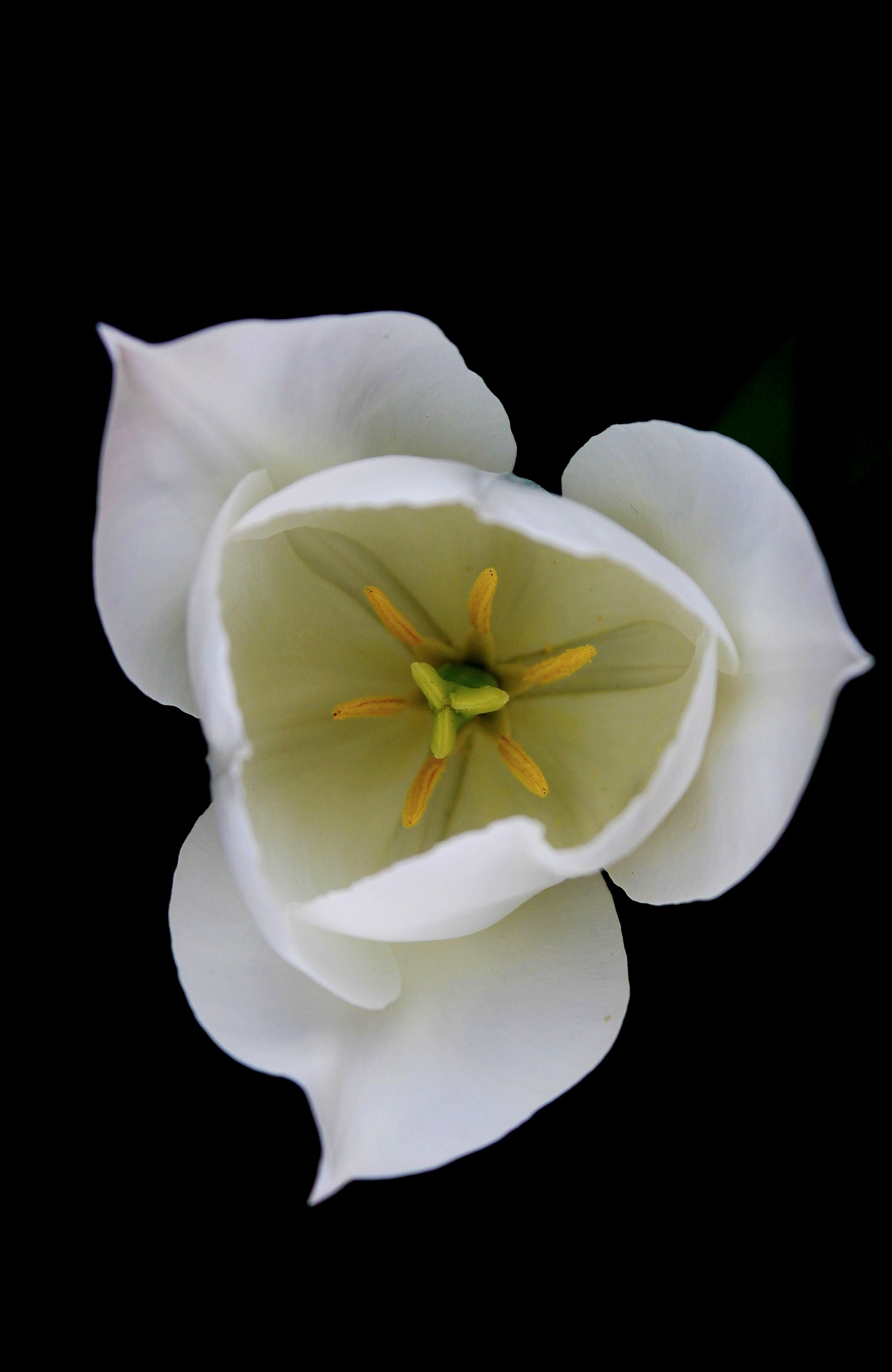 Almost black and white.