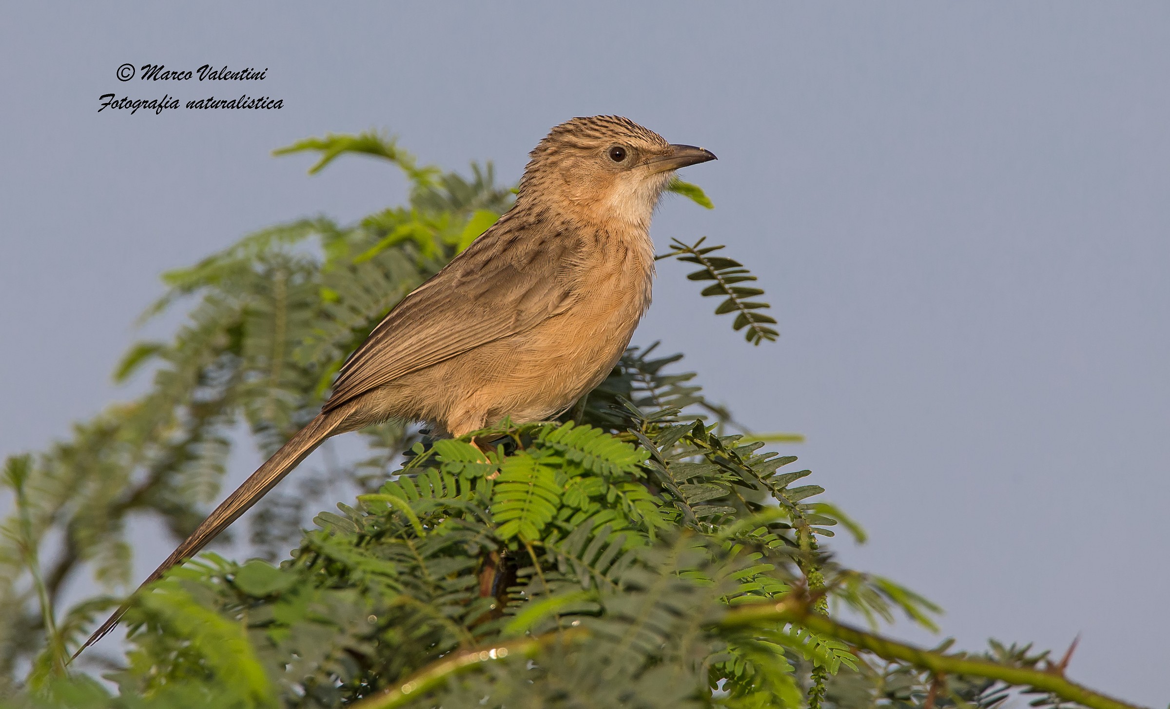 Babbler