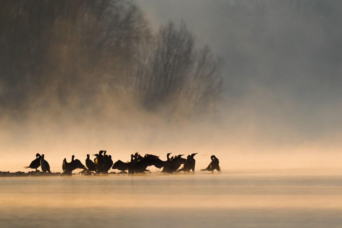 Cormorani in riva al lago in una gelida alba invernale