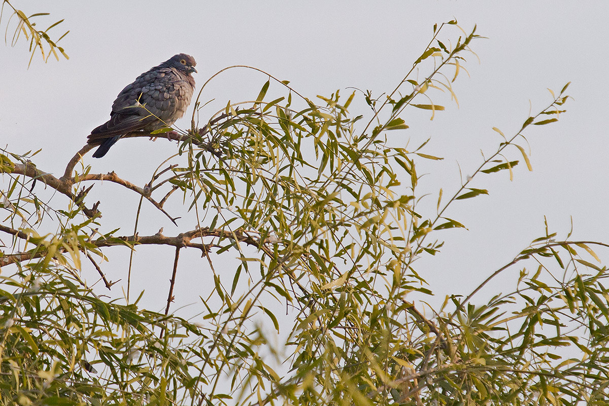 Columba eversmanni