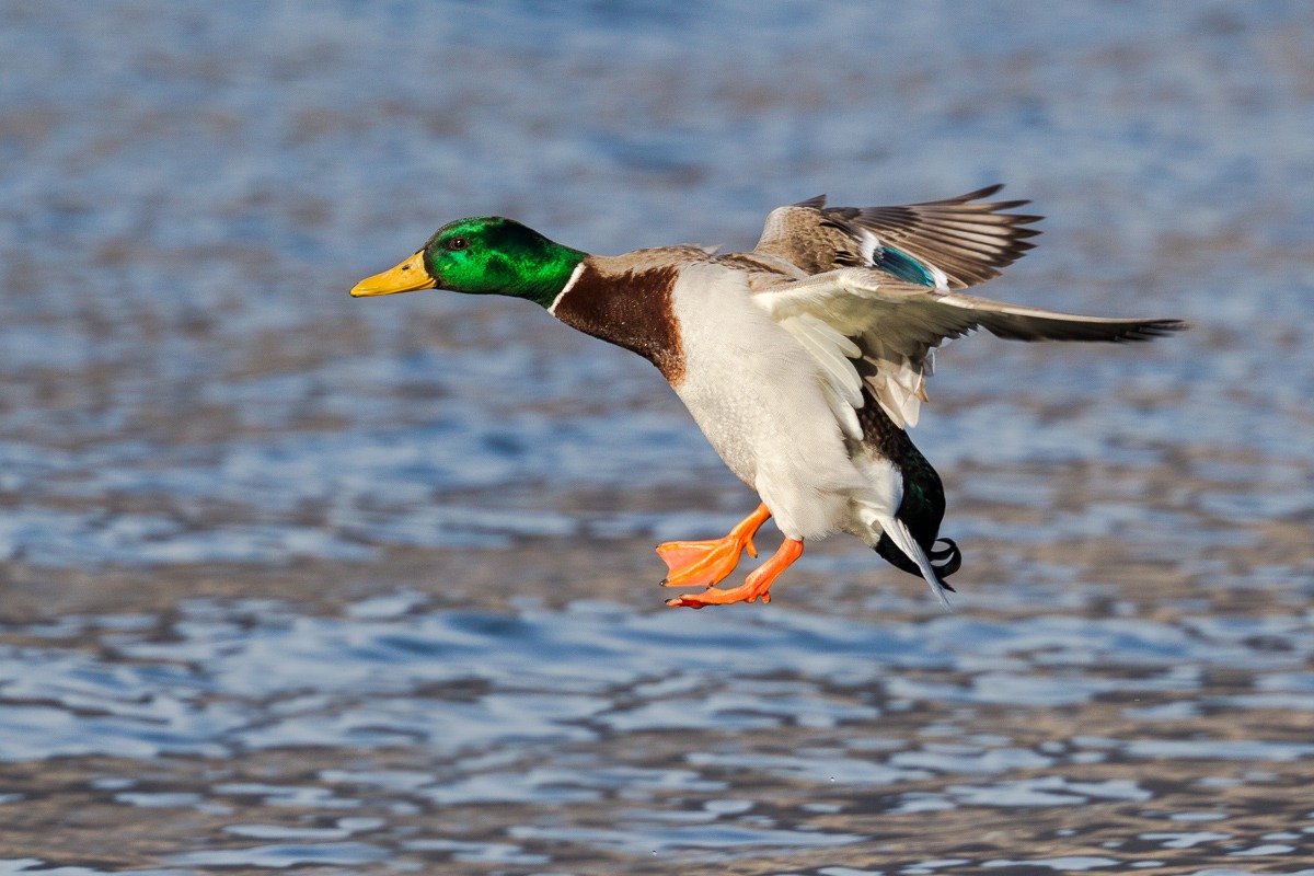 Germano reale in ammaraggio...
