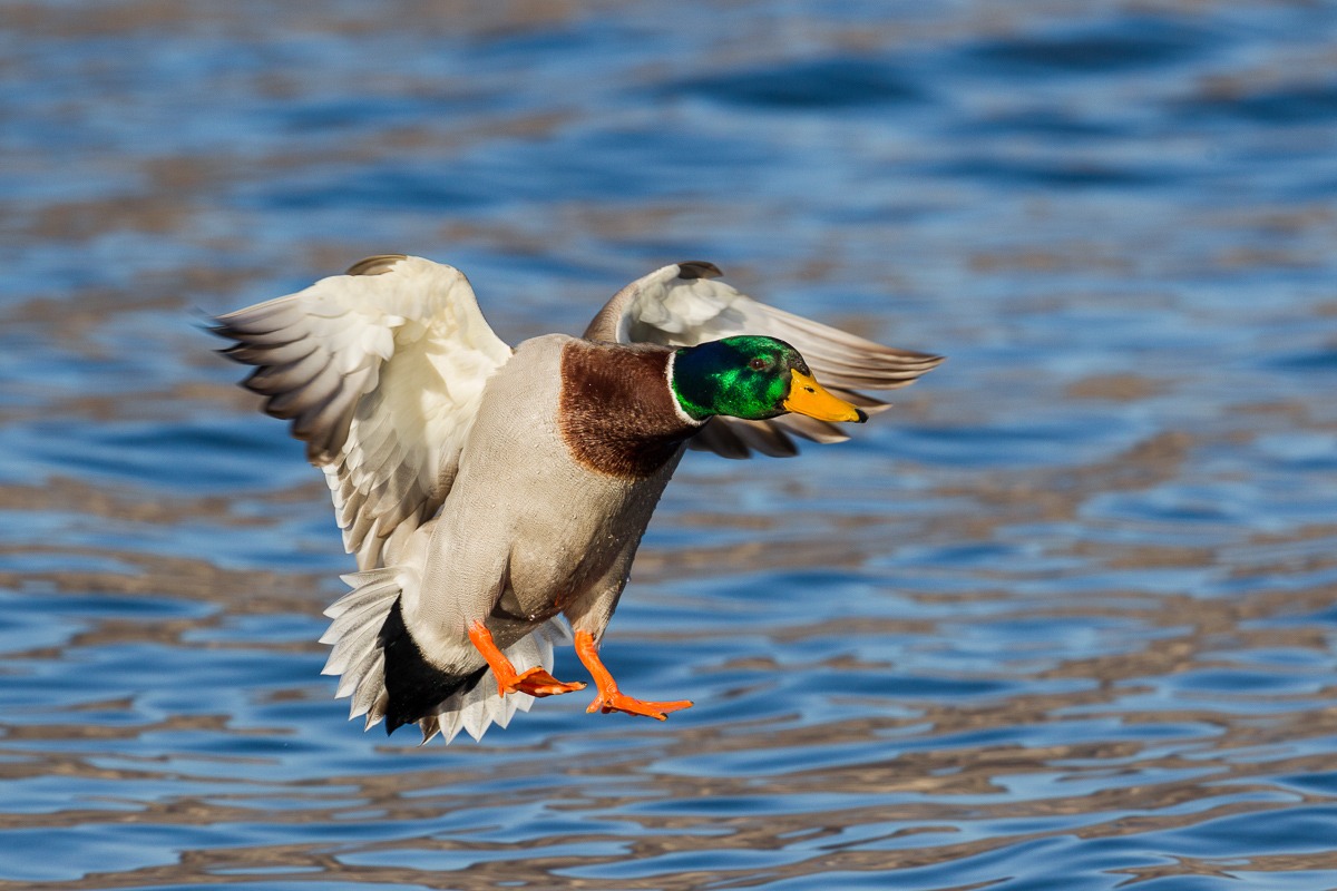 Germano reale in ammaraggio...