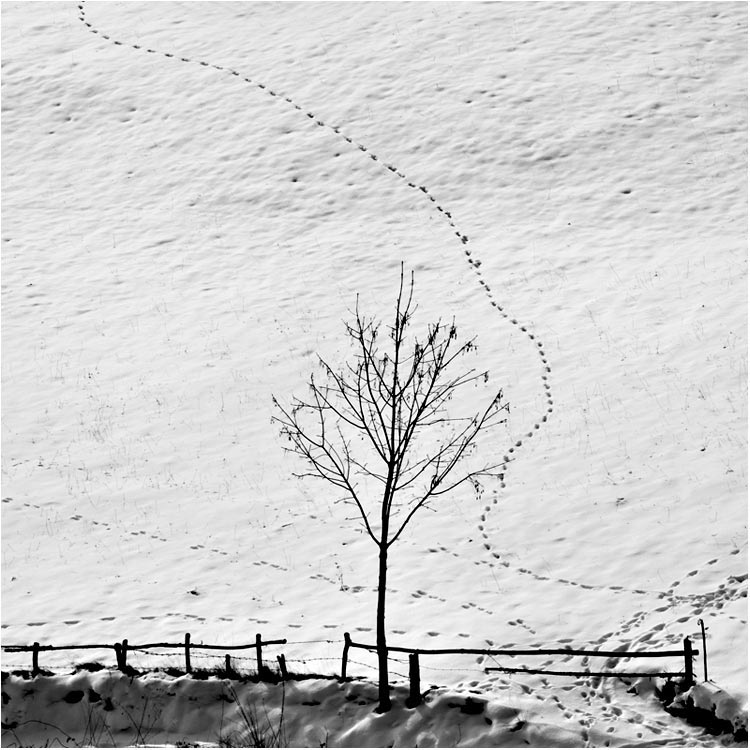 Two steps on the snow