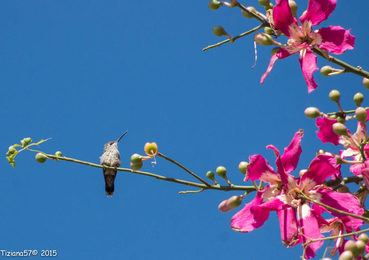 Picaflor verde comun