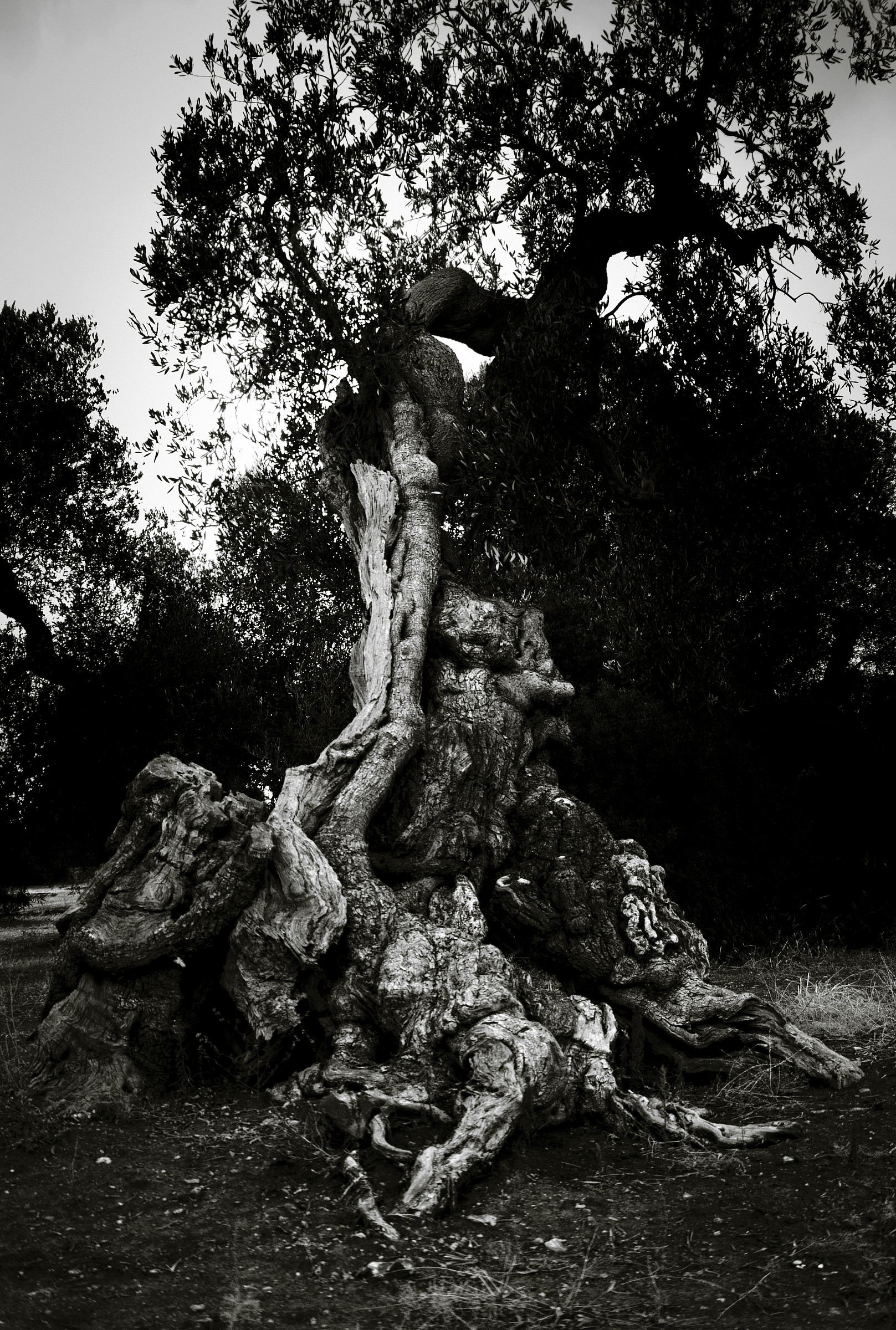 olive tree