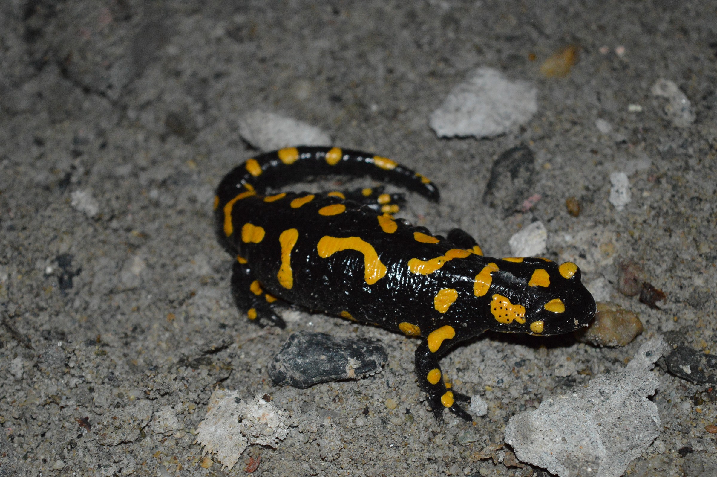 salamandra