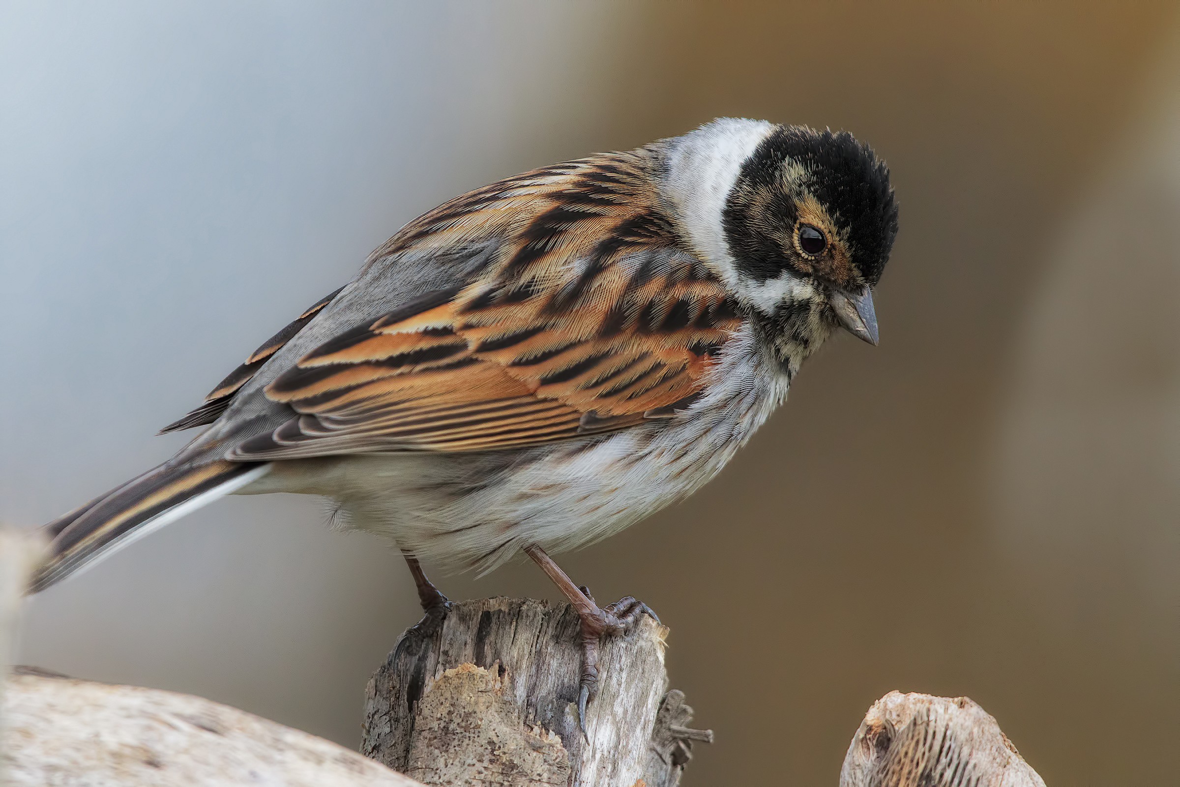 migliarino and 7dII 4000 iso