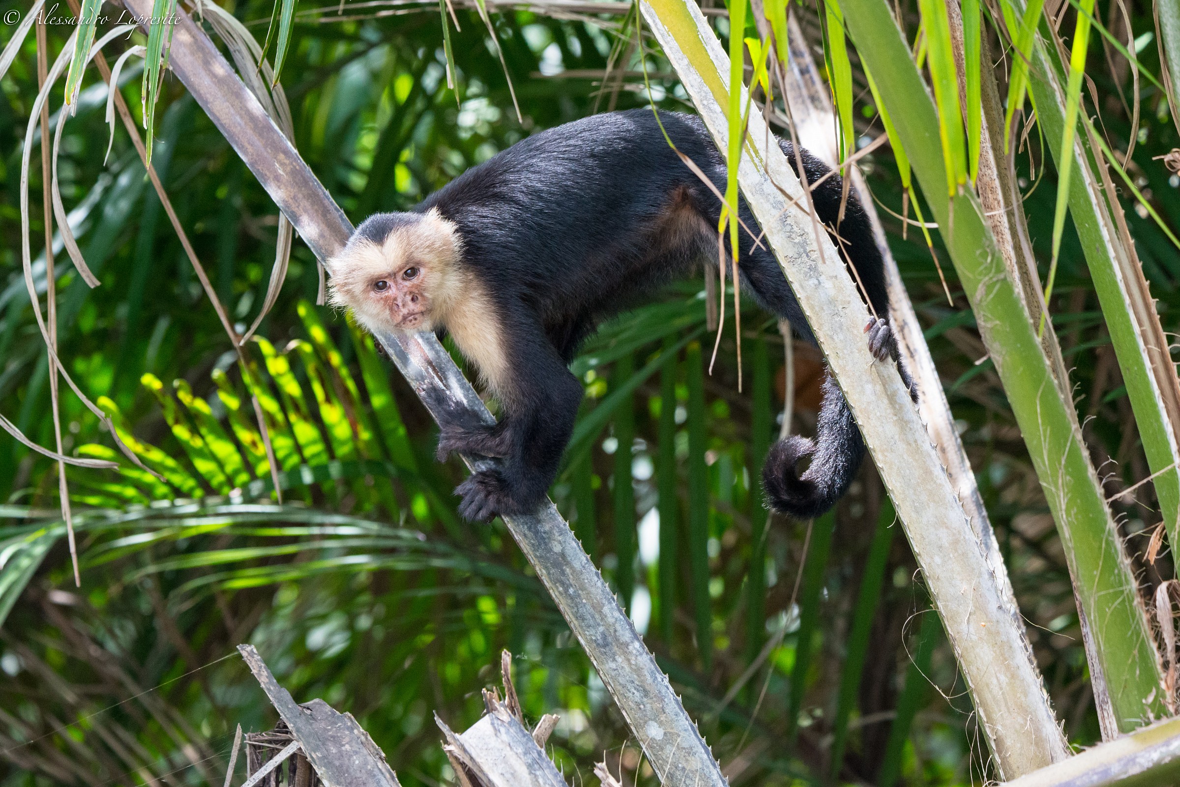 Dating to the park of Corcovado