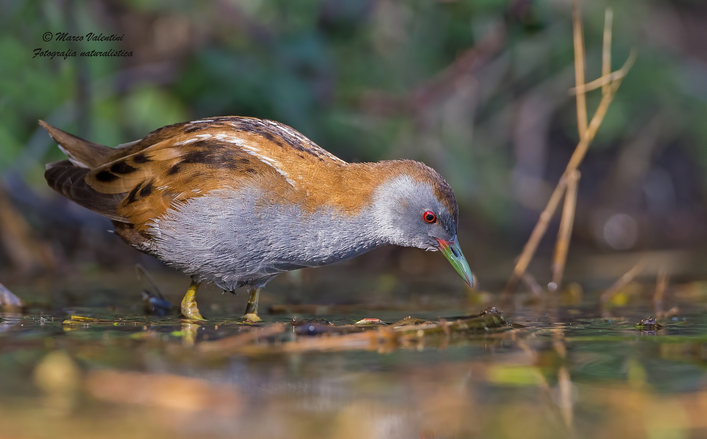 Little Crake