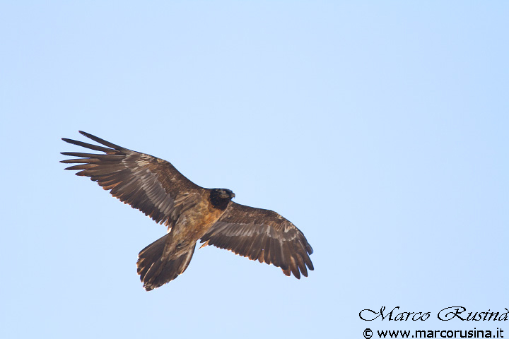 Bearded Vulture