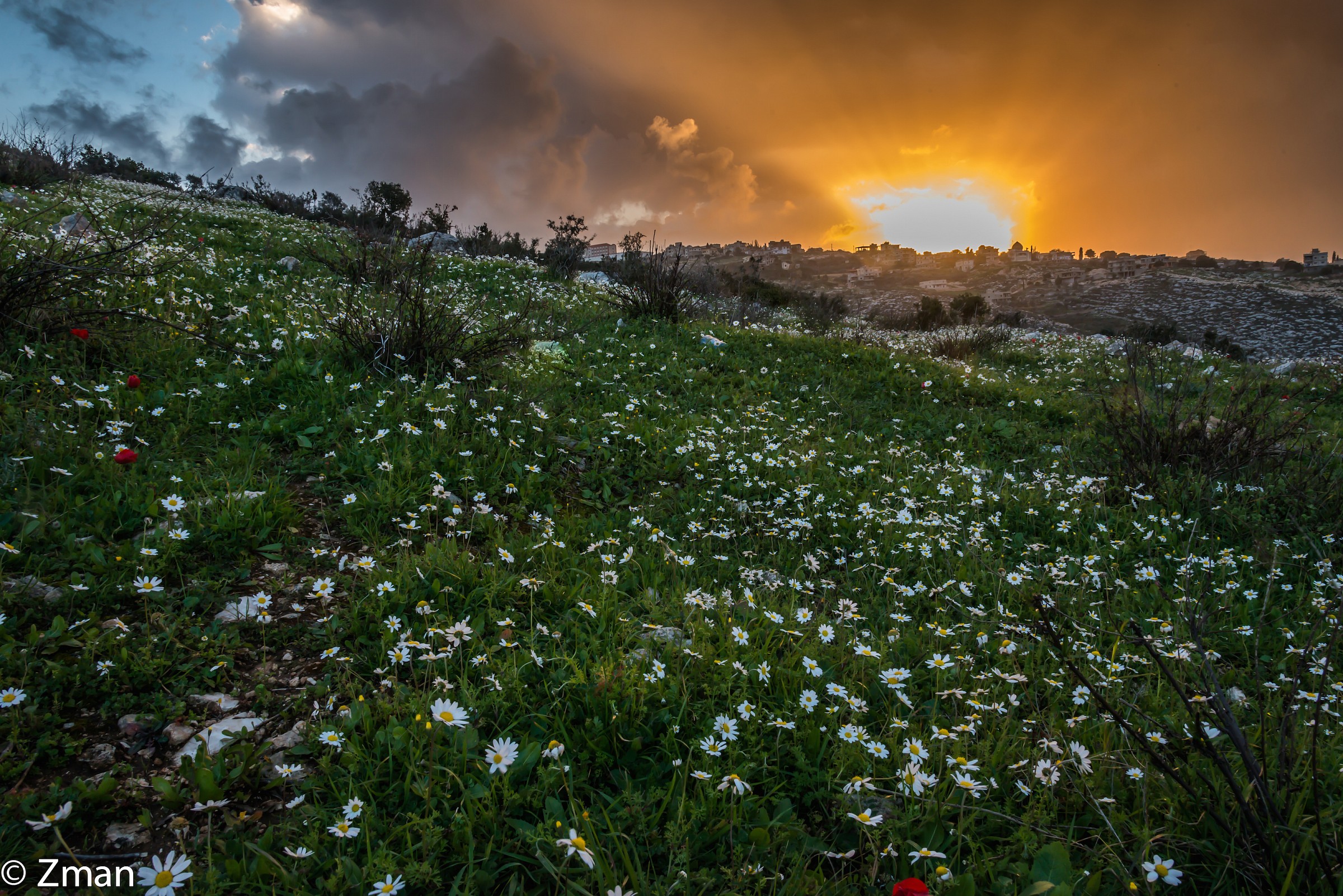 The Coming of Spring