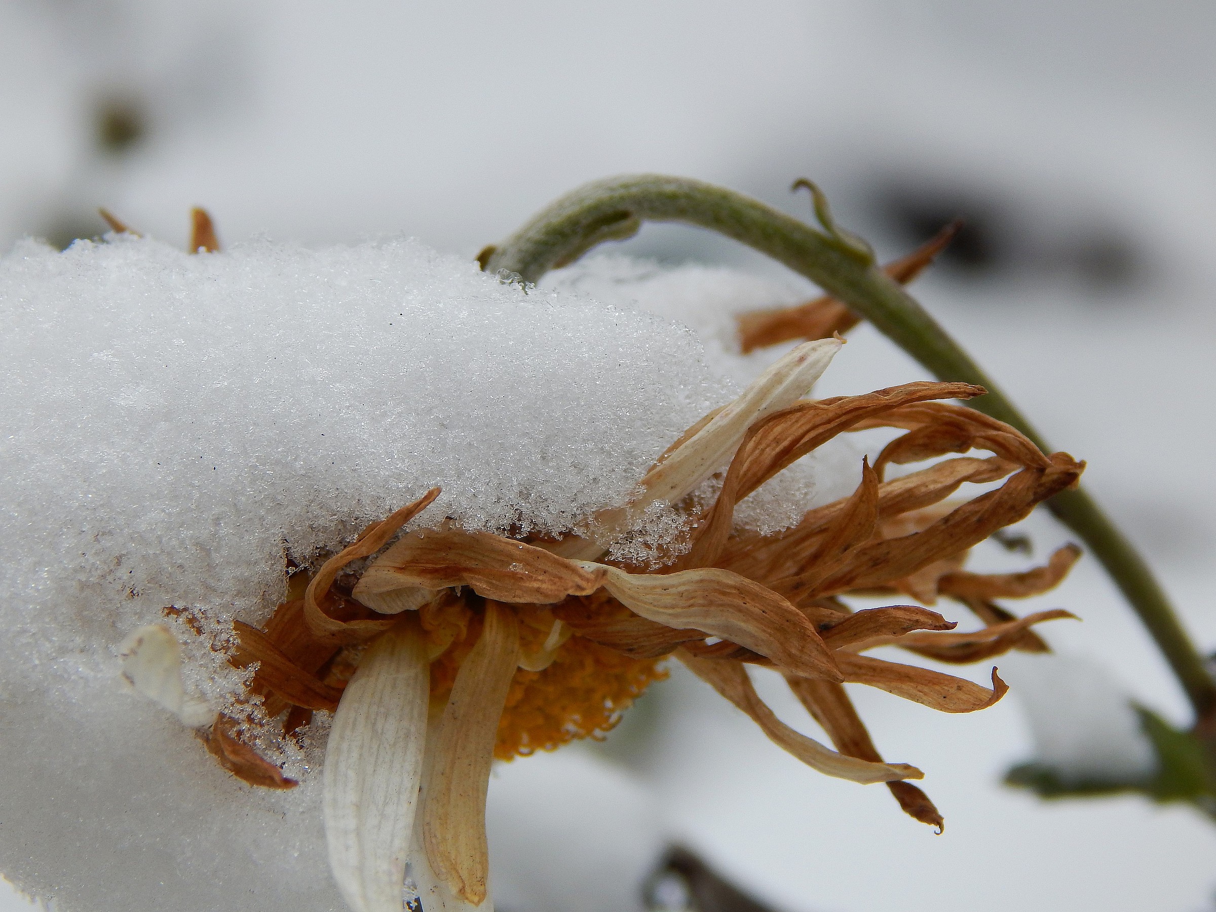 Fiore sotto la neve