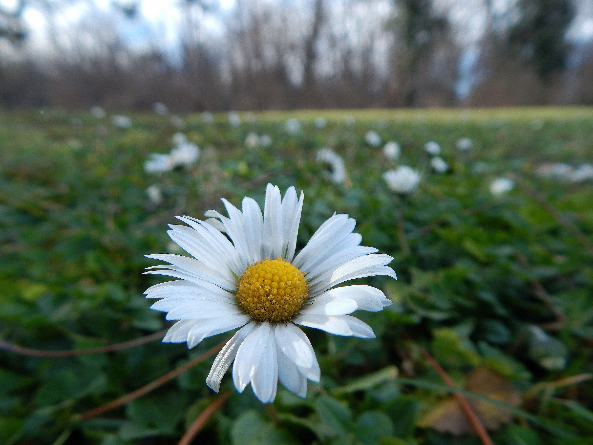 Leucanthemum vulgare
