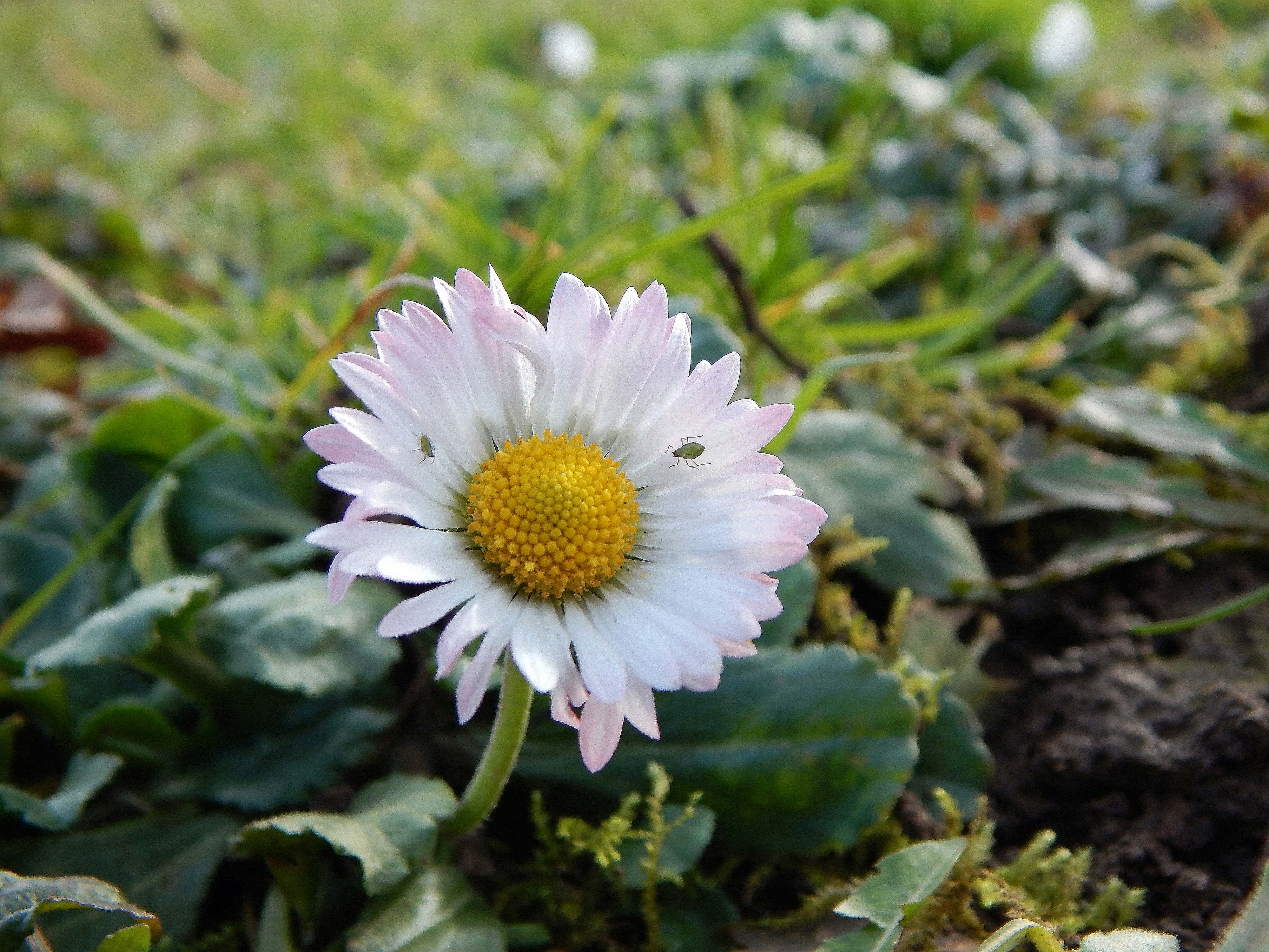 Leucanthemum vulgare 2
