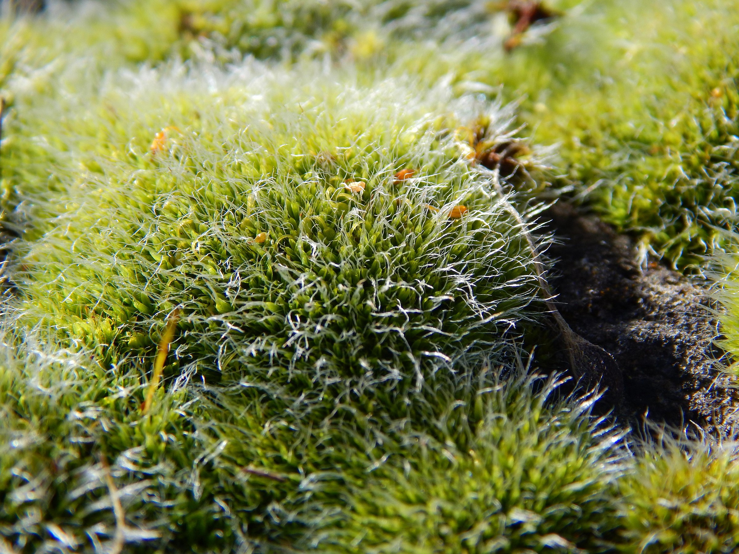 Moss 2