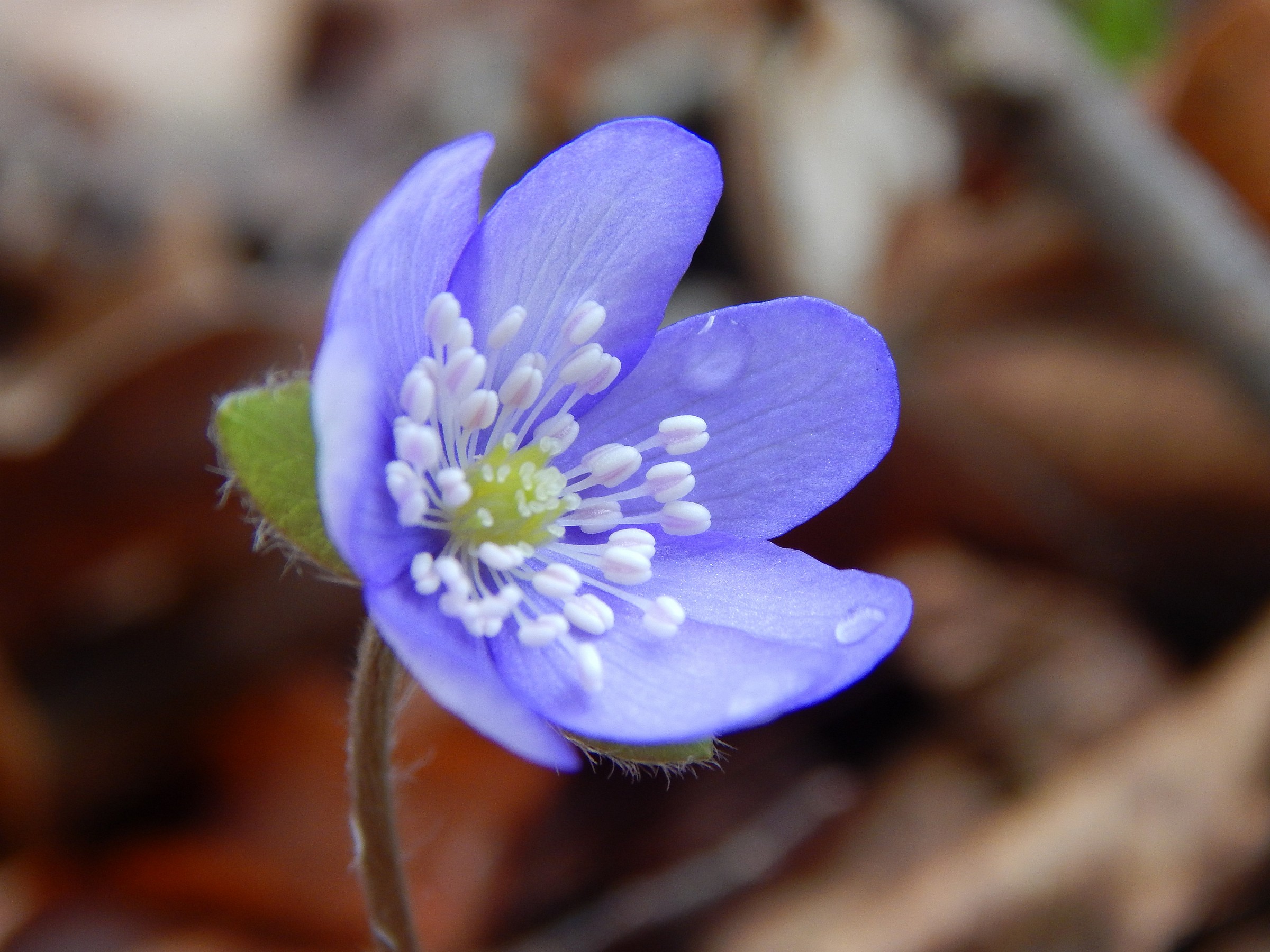 Hepatica