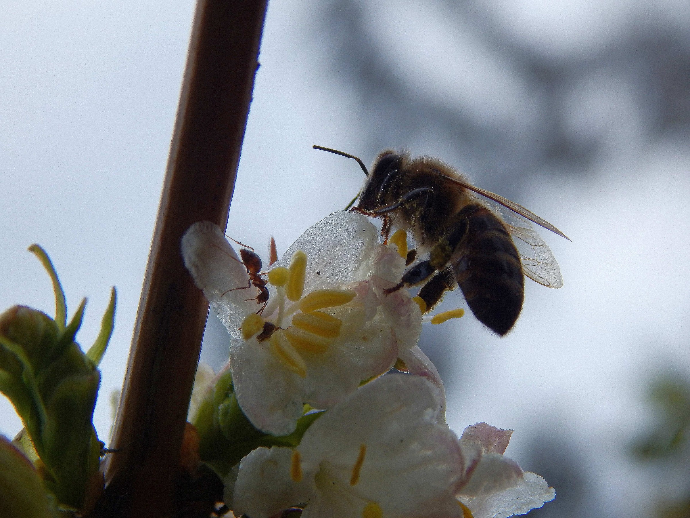 Bee e formica su un fiore