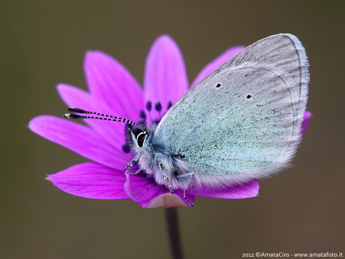 Glaucopsyche alexis (Poda, 1761) - Lycaenidae