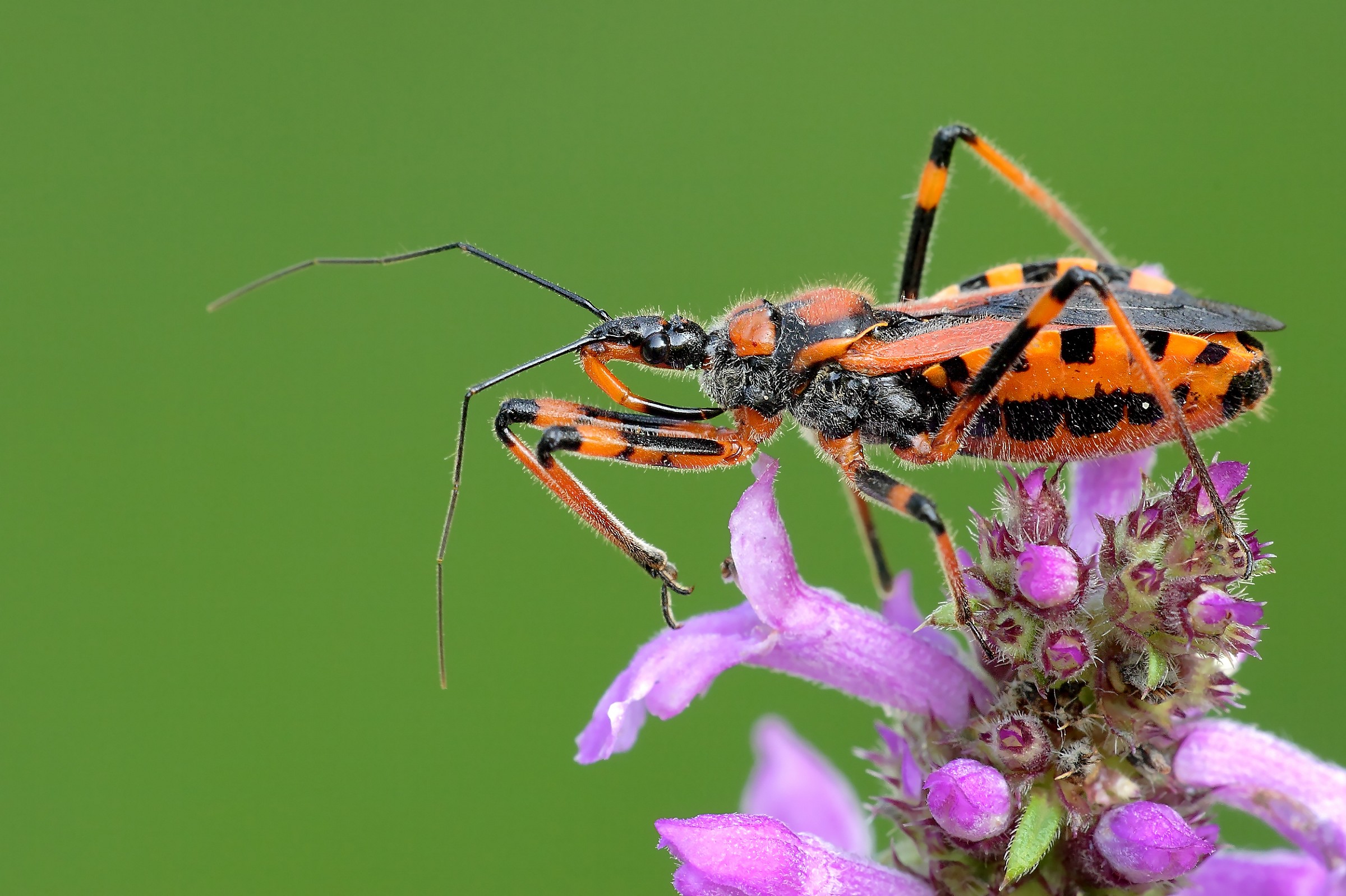 rhinocoris iracundus