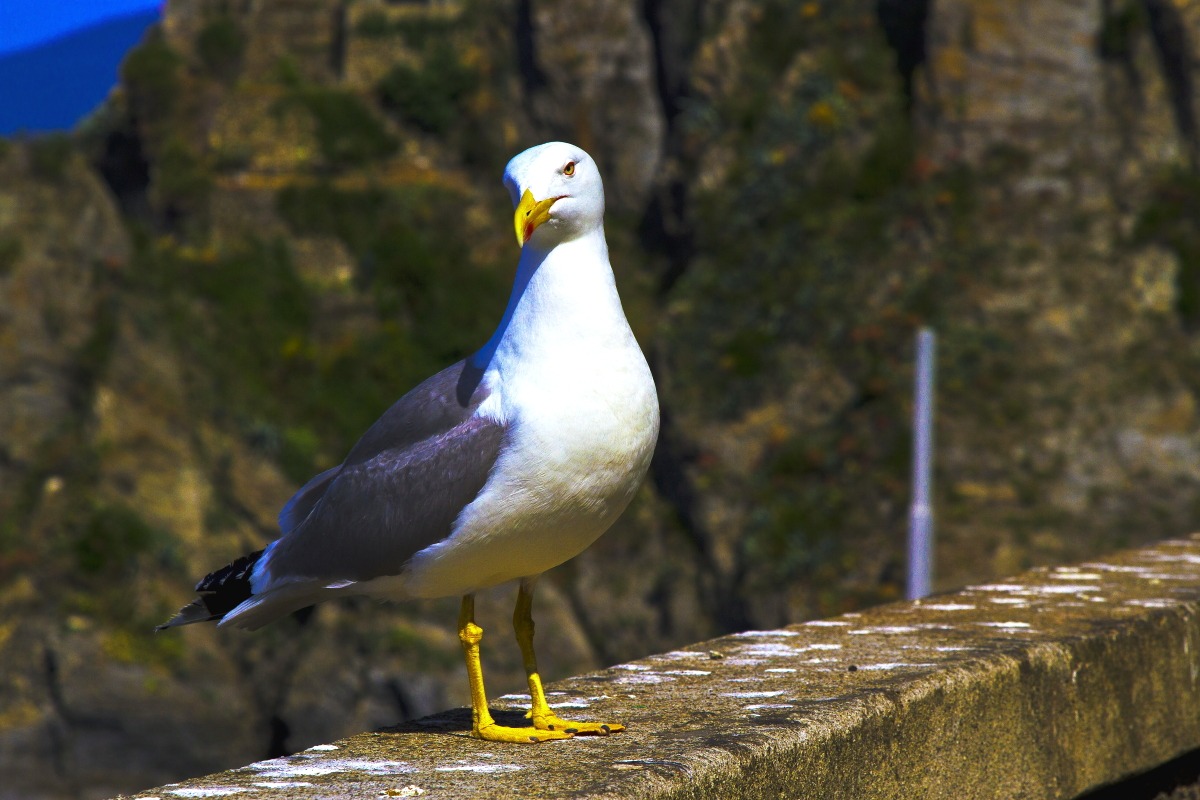 A guardia delle 5 terre