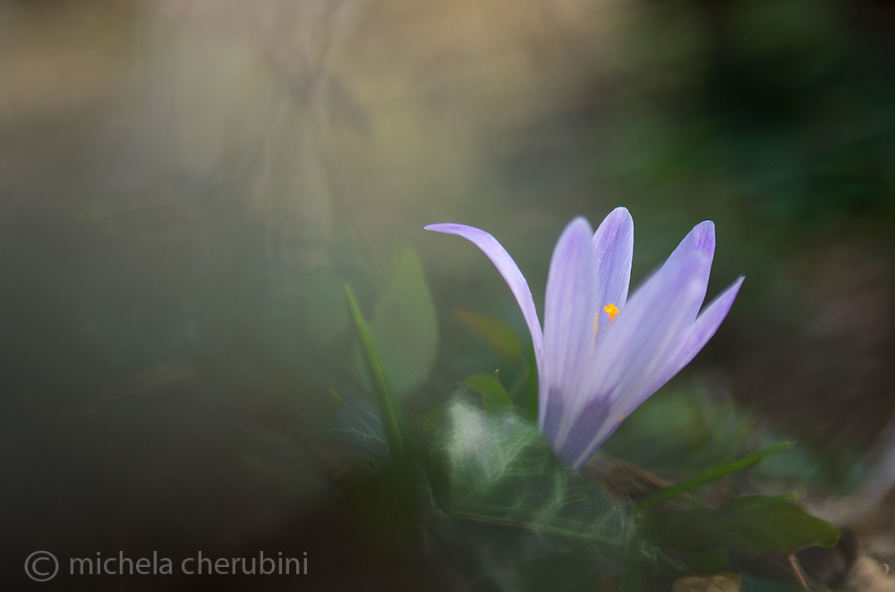 crocus