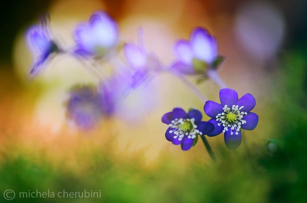 anemone hepatica