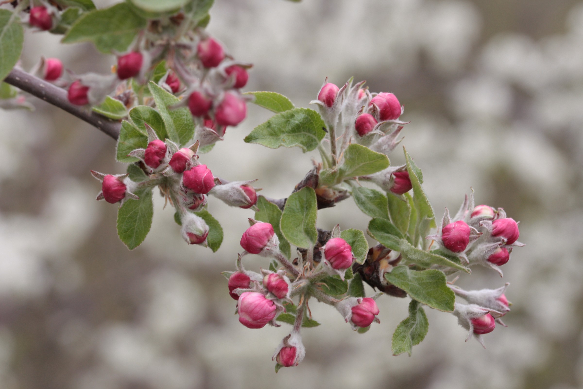 Apple blossom