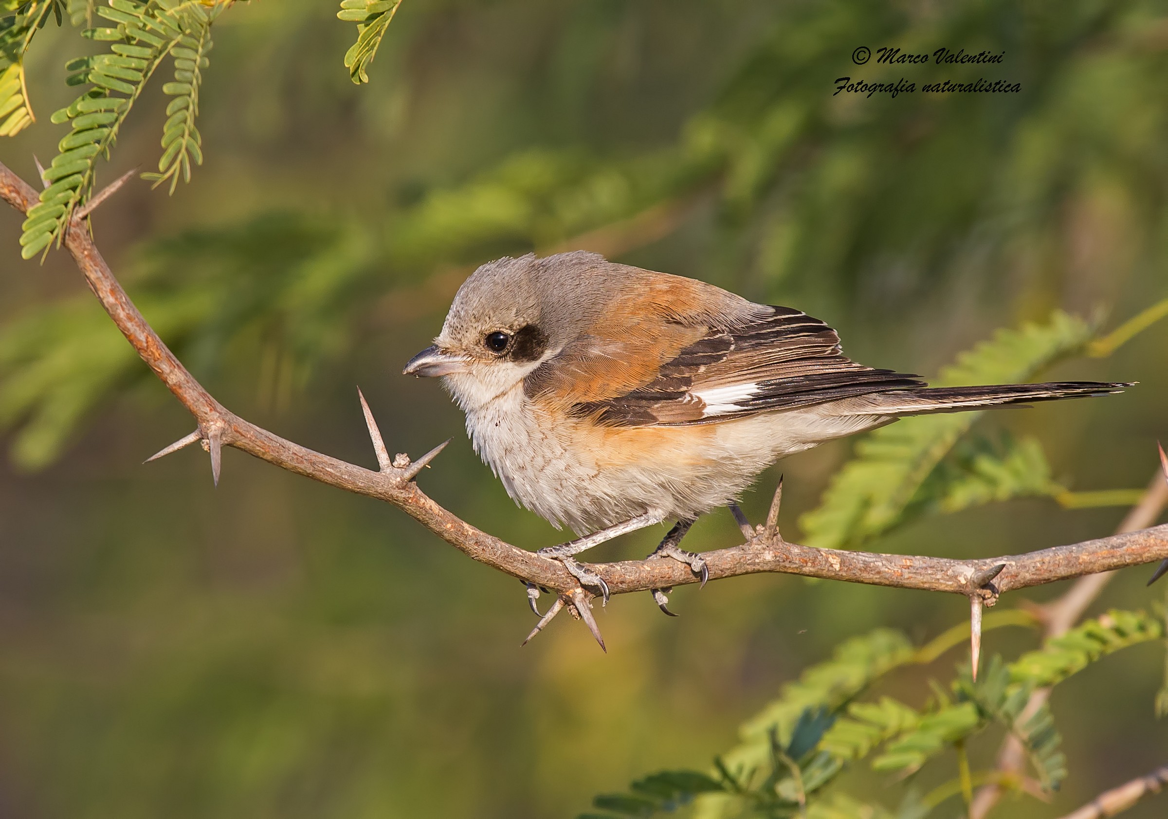 Bay-backed shrike