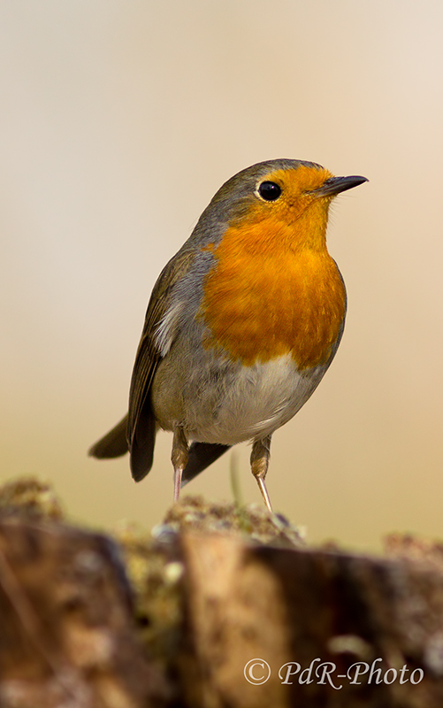 Robin