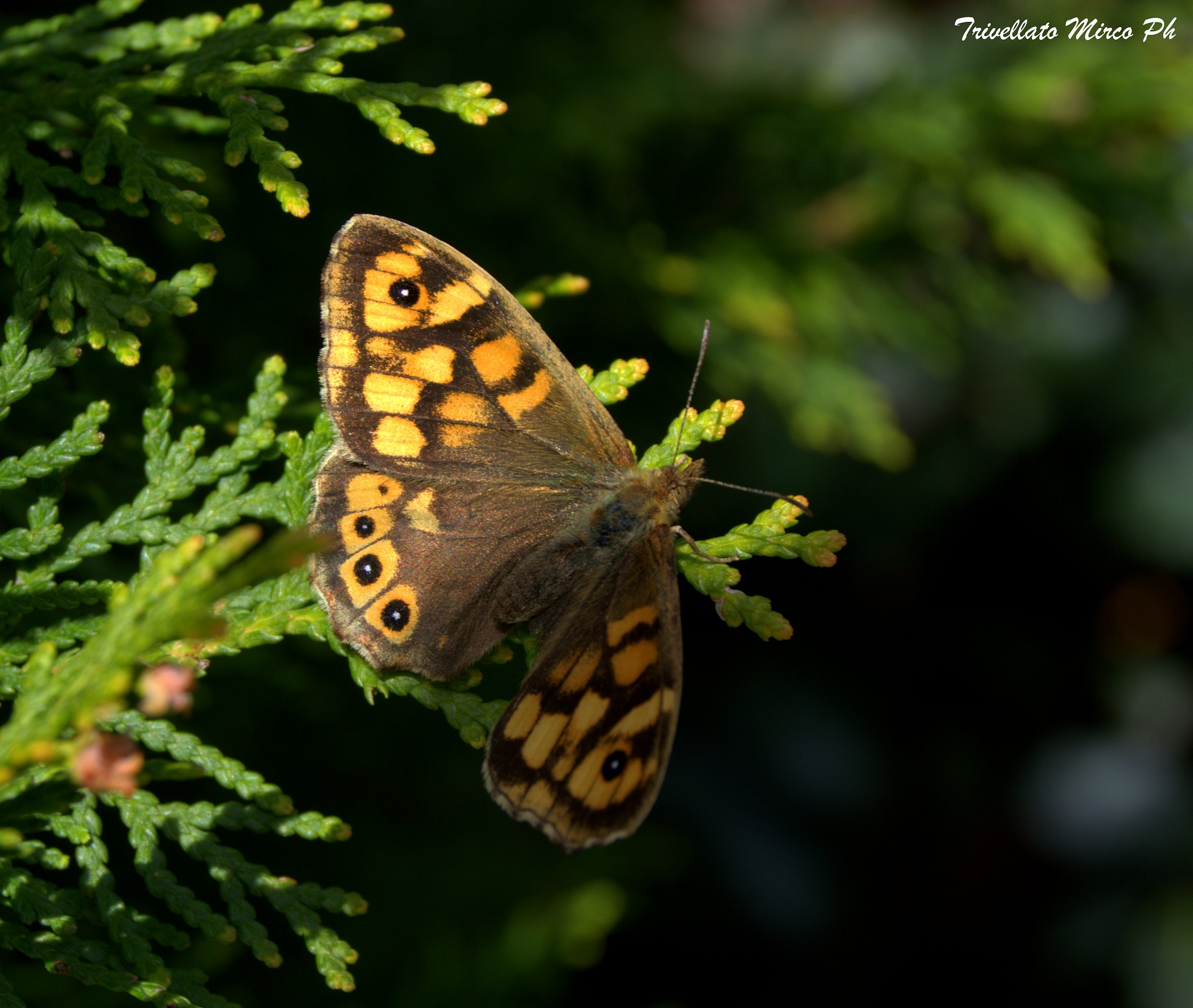 Farfalla..bellissima creatura