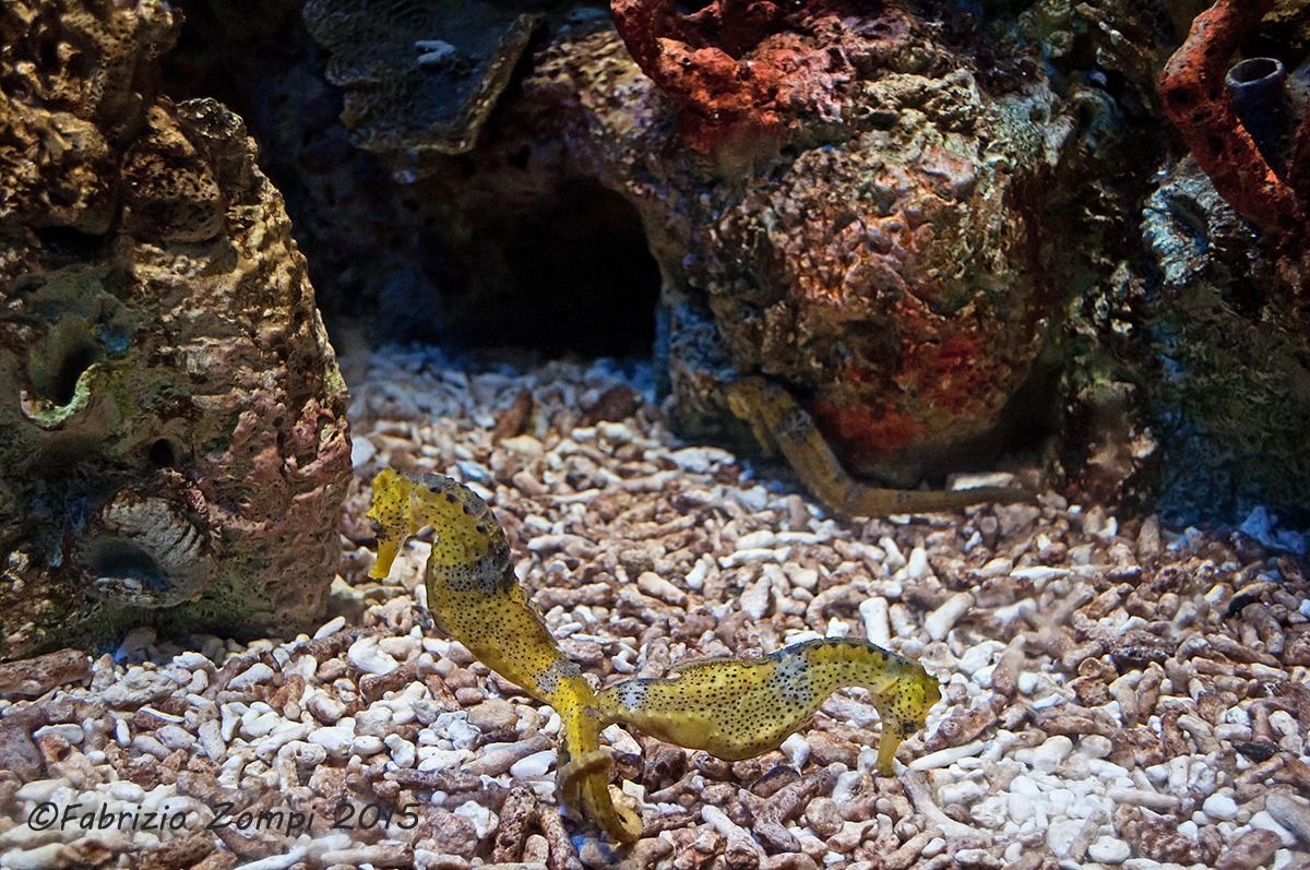 Seahorses to Overseas Rimini