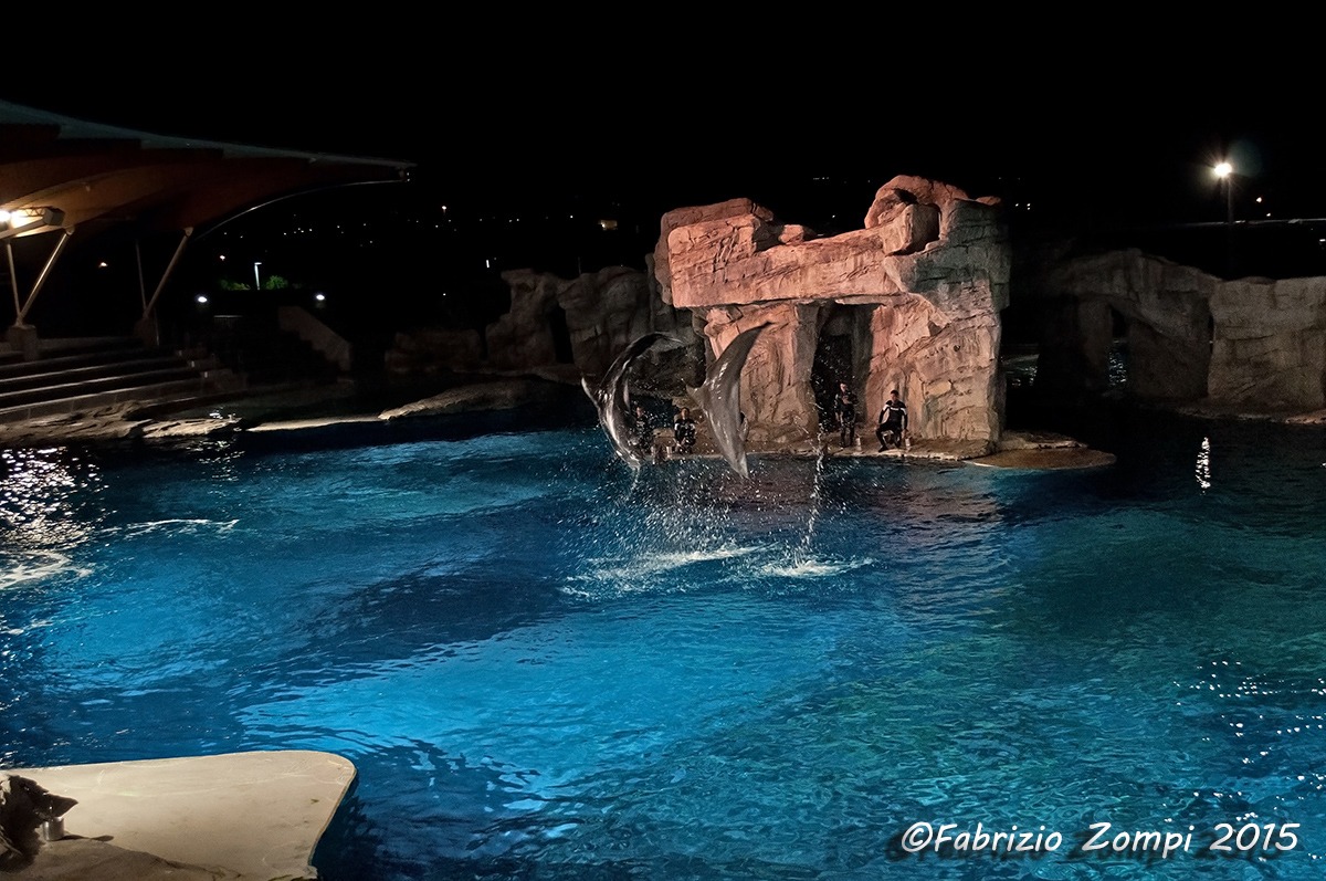 Evening show dolphins to Overseas Rimini