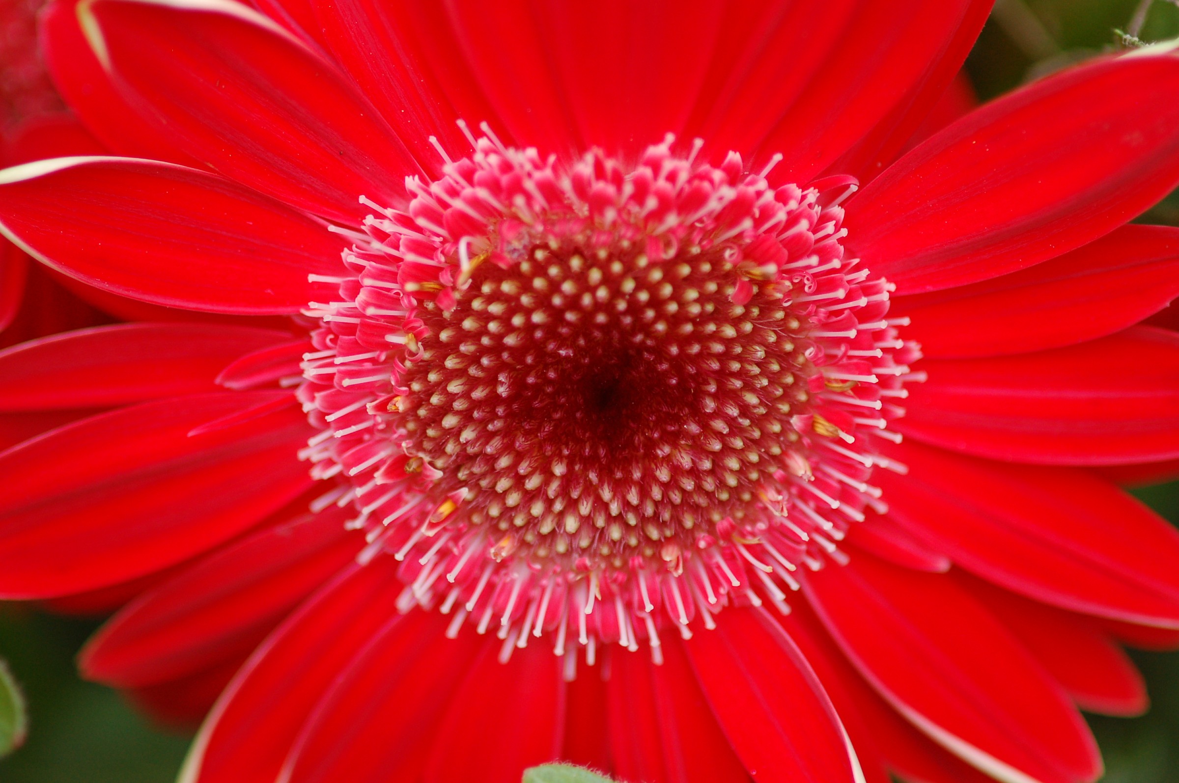 Il cuore della gerbera