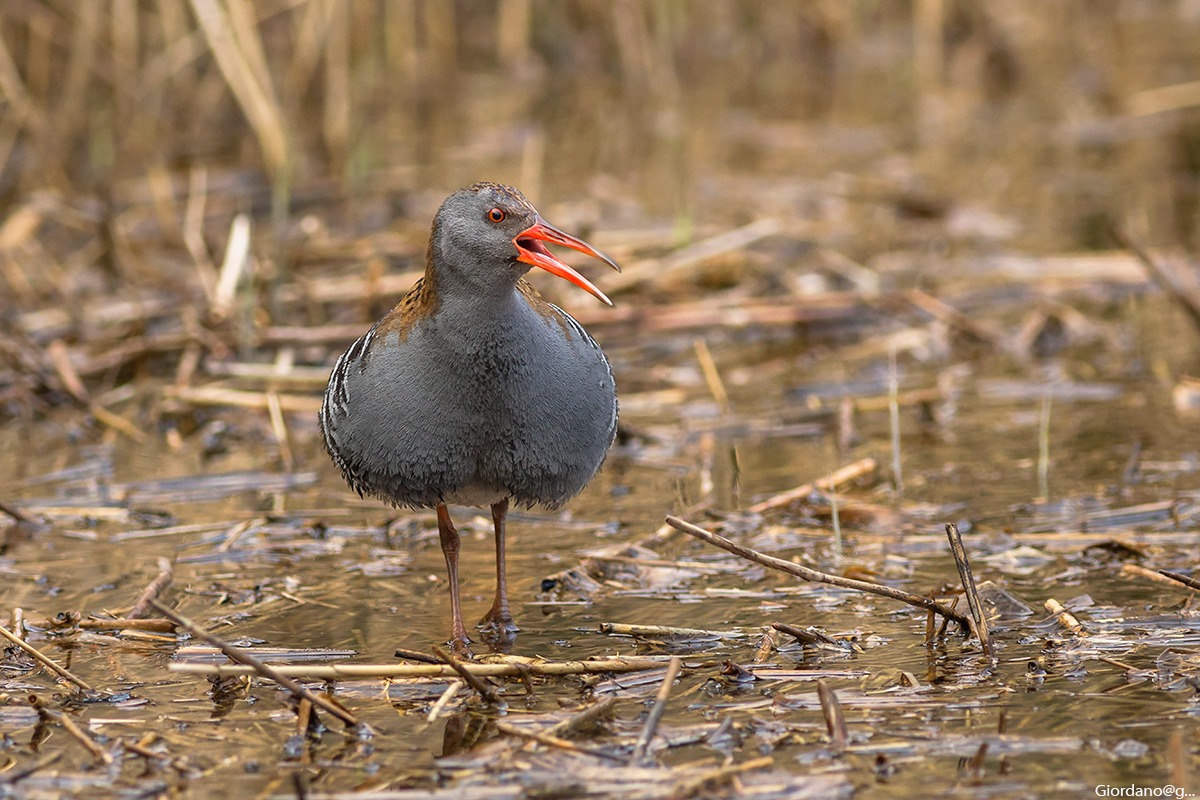 L'urlo... del Porciglione