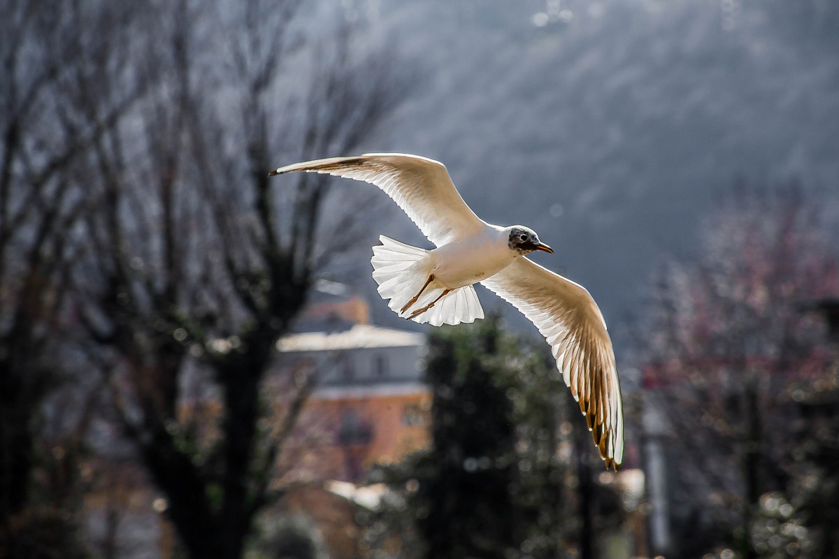 in flight (first experiments 6d lightroom)