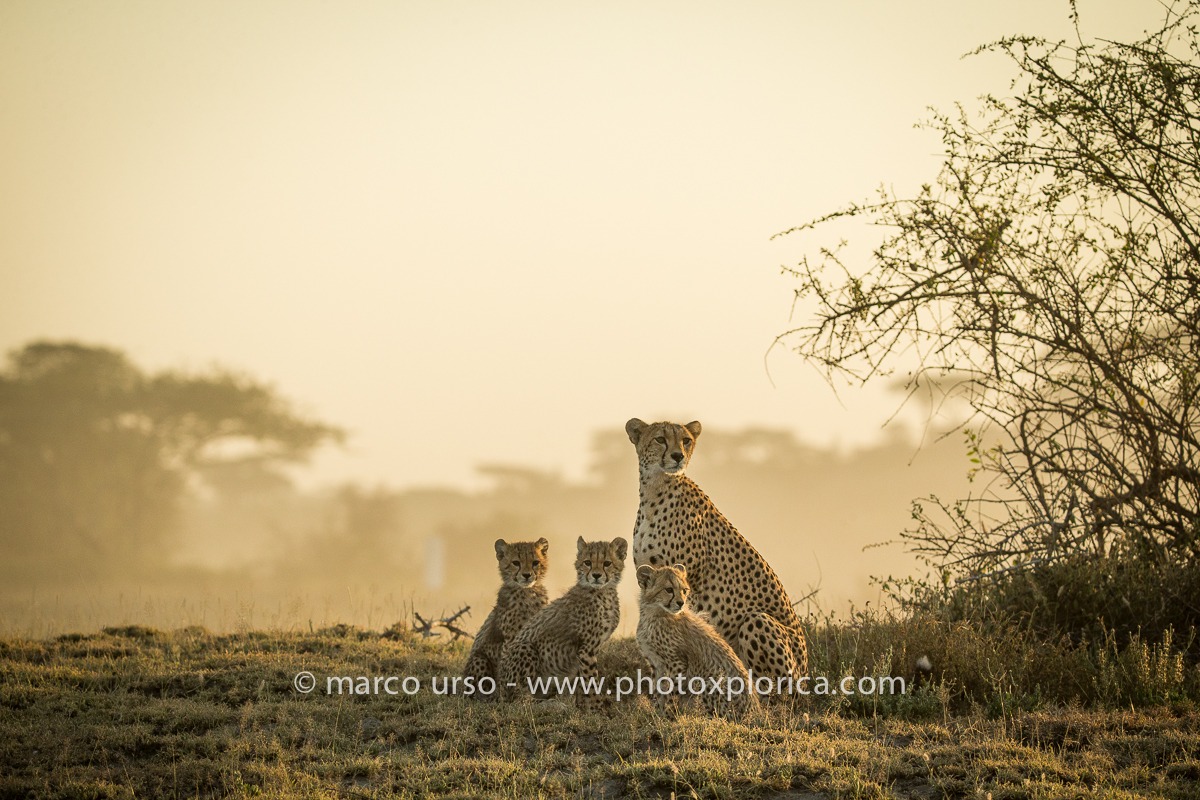 Famigliola all'alba -  Tanzania