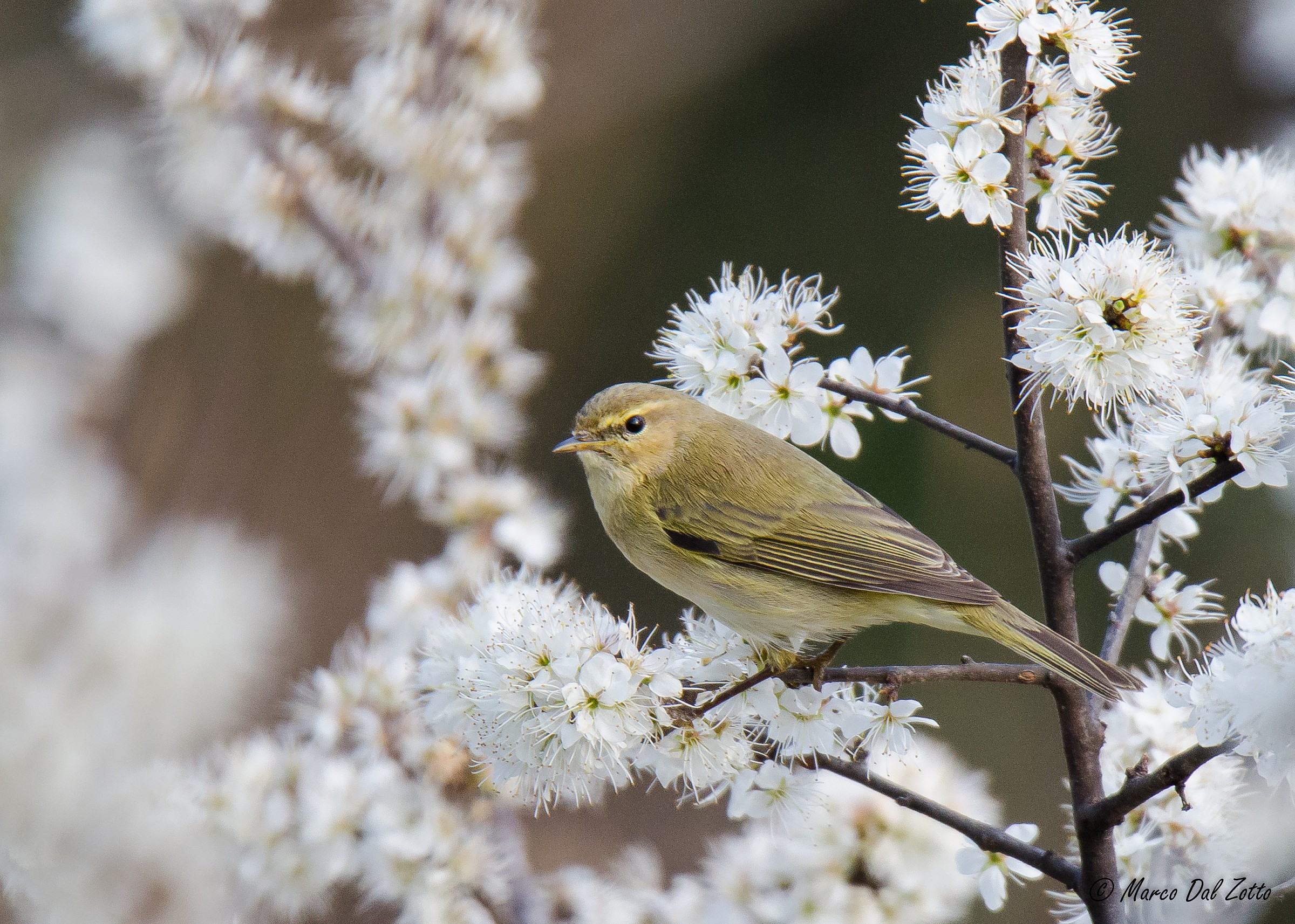 Lui piccolo tra i fiori