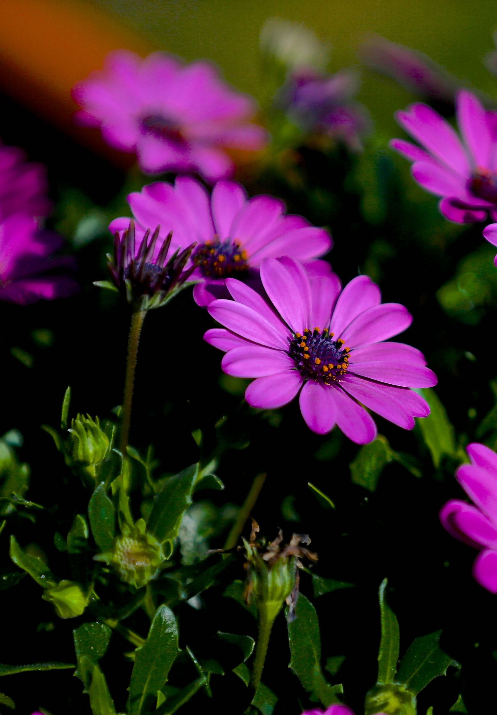 Primavera 2015 nel mio giardino