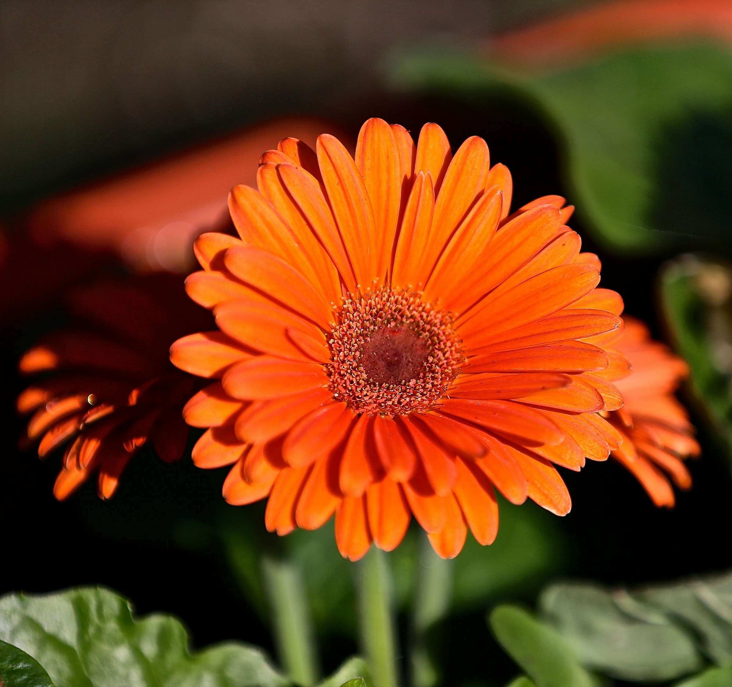 Primavera 2015 nel mio giardino